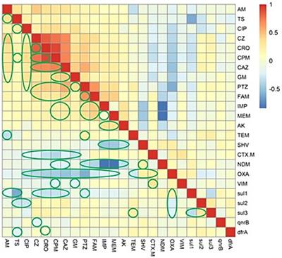Phylogenetic group, antibiotic resistance, virulence gene, and genetic diversity of Escherichia coli causing bloodstream infections in Iran